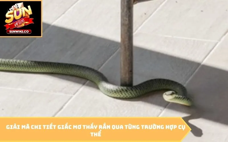 Giải mã chi tiết giấc mơ thấy rắn qua từng trường hợp cụ thể