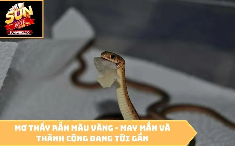 Mơ thấy rắn màu vàng - May mắn và thành công đang tới gần