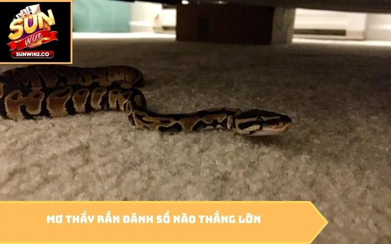 Mơ thấy rắn đánh số nào thắng lớn