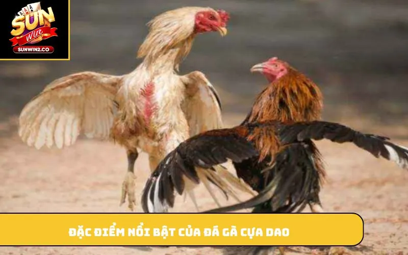 Đặc điểm nổi bật của đá gà cựa dao