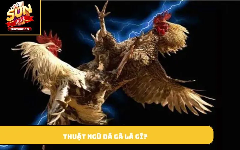 Thuật ngữ đá gà là gì?