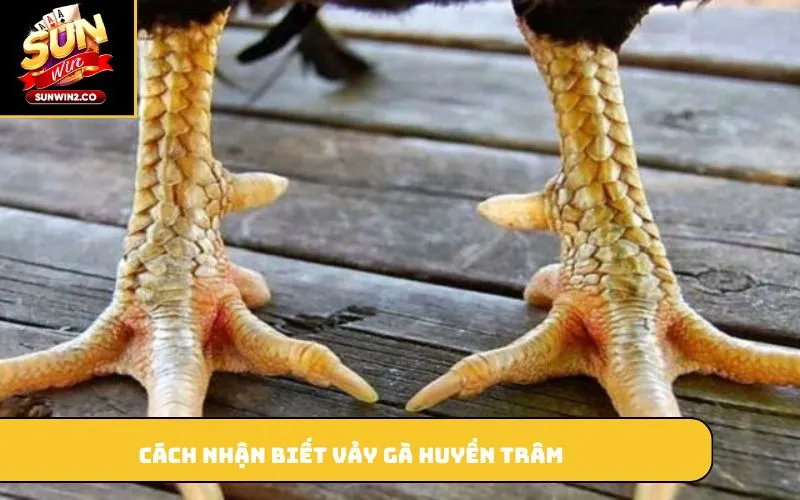 Cách nhận biết vảy gà huyền trâm