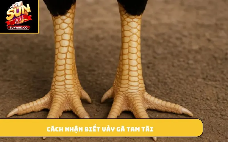 Cách nhận biết vảy gà tam tài