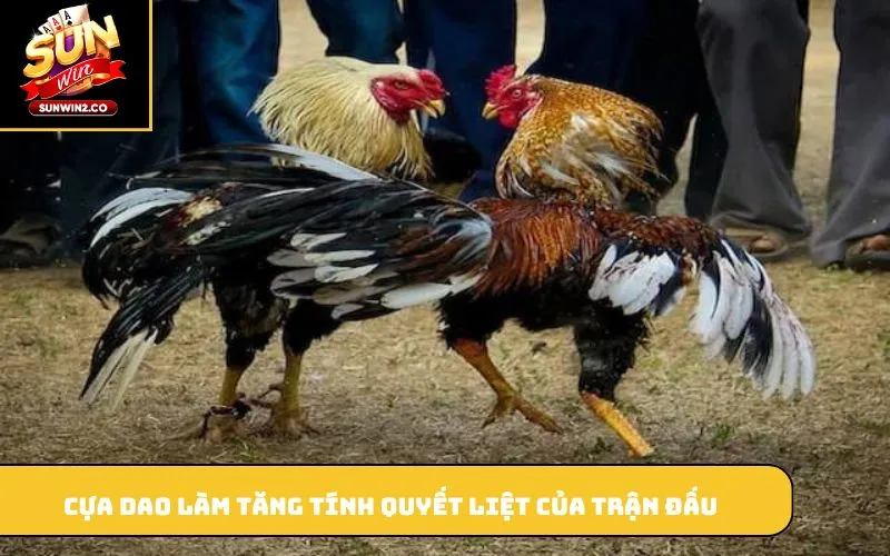 Cựa dao làm tăng tính quyết liệt của trận đấu