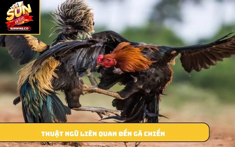Thuật ngữ liên quan đến gà chiến