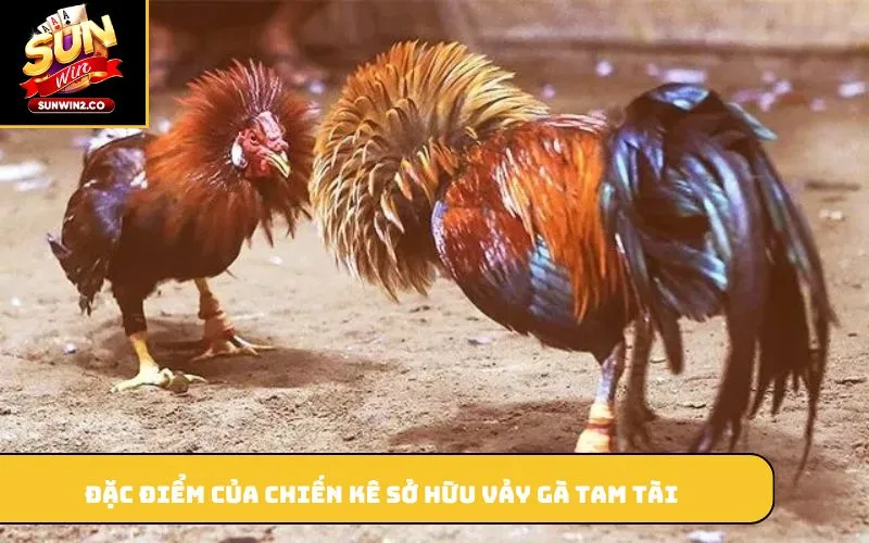 Đặc điểm của chiến kê sở hữu vảy gà tam tài