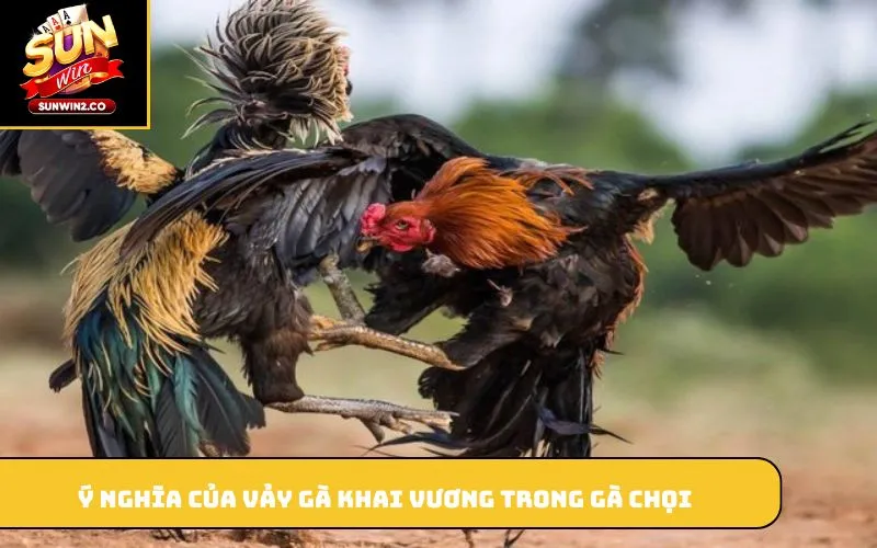 Ý nghĩa của vảy gà khai vương trong gà chọi