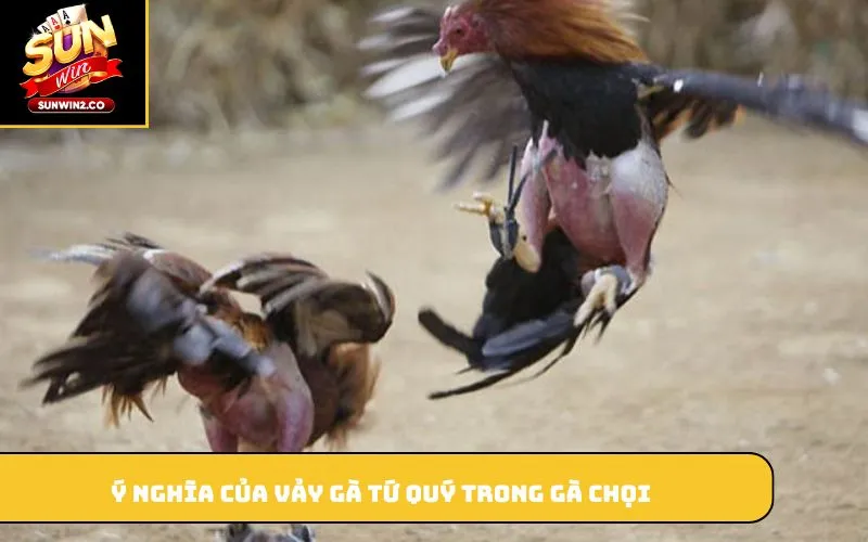 Ý nghĩa của vảy gà tứ quý trong gà chọi