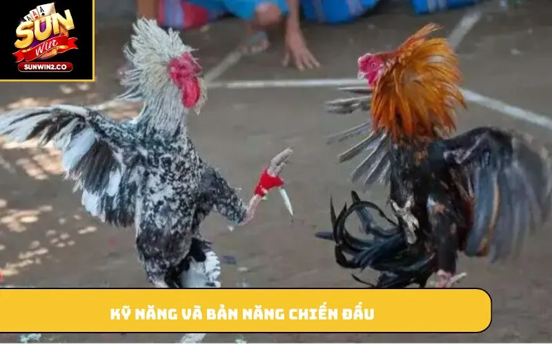 Kỹ năng và bản năng chiến đấu