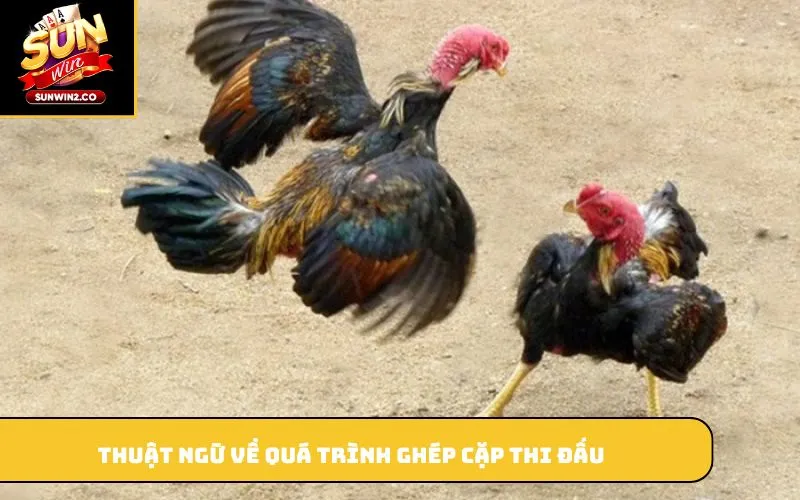 Thuật ngữ về quá trình ghép cặp thi đấu