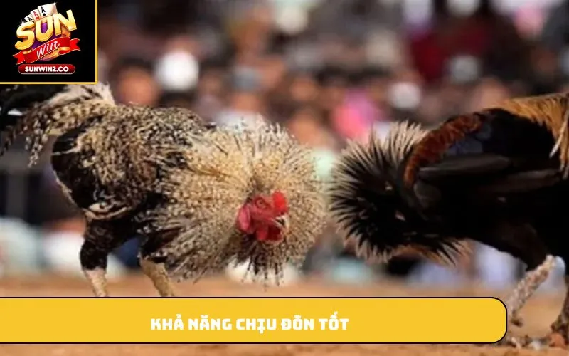 Khả năng chịu đòn tốt