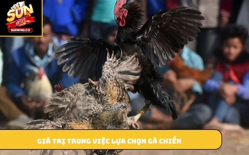 Giá trị trong việc lựa chọn gà chiến