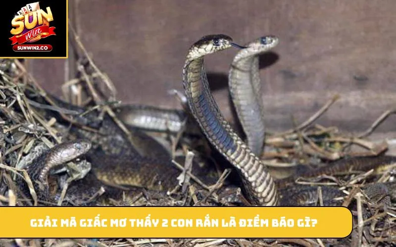 Giải mã giấc mơ thấy 2 con rắn là điềm báo gì?