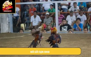 Đá gà cựa dao