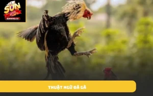 thuật ngữ đá gà
