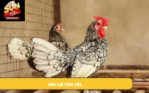 vảy gà tam tài