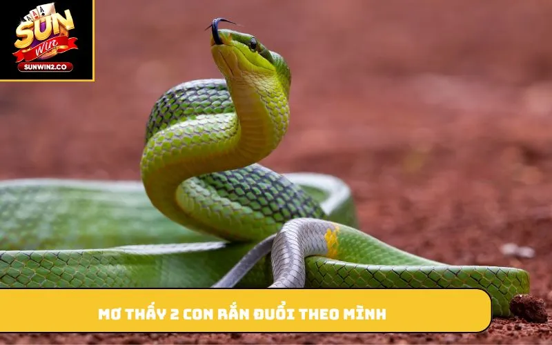 Mơ thấy 2 con rắn đuổi theo mình