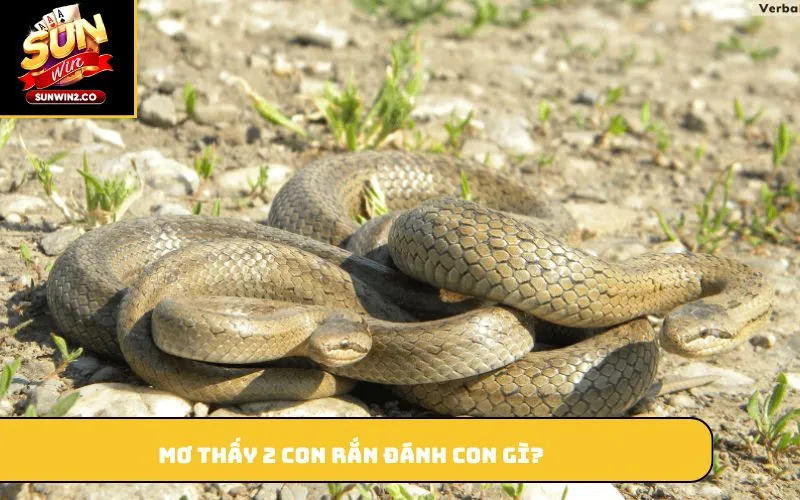 Mơ thấy 2 con rắn đánh con gì?