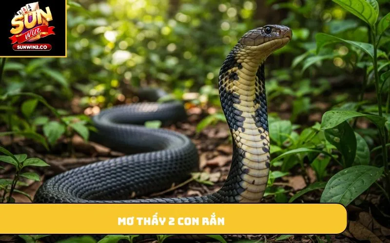 Mơ thấy 2 con rắn